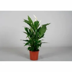 Einblatt, Spathiphyllum wallisii, Blütenfarbe: weiß