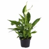Einblatt, Spathiphyllum wallisii, Blütenfarbe: weiß