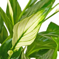 Einblatt, Spathiphyllum wallisii, Blütenfarbe: weiß