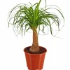 Elefantenfuss, Beaucarnea recurvata, im Kunststoff-Kulturtopf