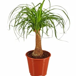 Elefantenfuss, Beaucarnea recurvata, im Kunststoff-Kulturtopf