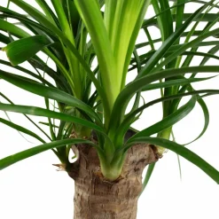 Elefantenfuss, Beaucarnea recurvata, im Kunststoff-Kulturtopf