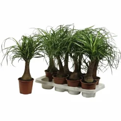 Elefantenfuss, Beaucarnea recurvata, im Kunststoff-Kulturtopf