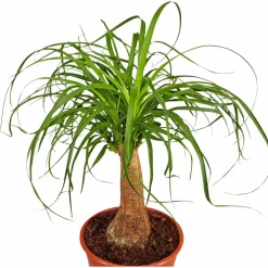 Elefantenfuss, Beaucarnea recurvata, im Kunststoff-Kulturtopf