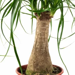 Elefantenfuss, Beaucarnea recurvata, im Kunststoff-Kulturtopf