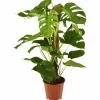 Fensterblatt, Monstera deliciosa
