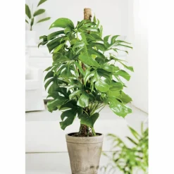 Fensterblatt, Monstera deliciosa