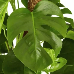 Fensterblatt, Monstera deliciosa