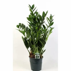 Glücksfeder, Zamioculcas zamiifolia, im Kunststoff-Kulturtopf