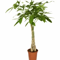 Gluecksbaum, Pachira aquatica