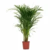Goldfruchtpalme Dypsis lutescens