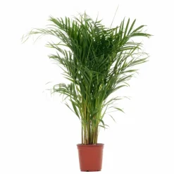 Goldfruchtpalme Dypsis lutescens