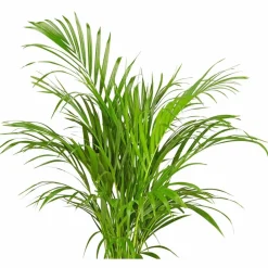 Goldfruchtpalme Dypsis lutescens