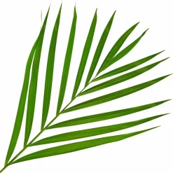 Goldfruchtpalme Dypsis lutescens