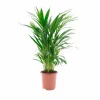 Goldfruchtpalme Dypsis lutescens
