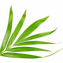 Goldfruchtpalme Dypsis lutescens