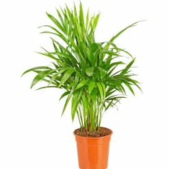 Goldfruchtpalme Dypsis lutescens