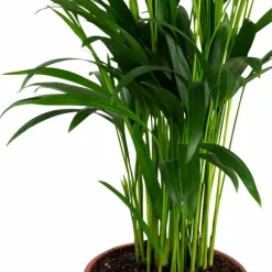 Goldfruchtpalme Dypsis lutescens