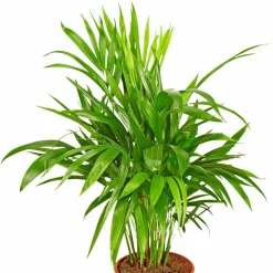 Goldfruchtpalme Dypsis lutescens