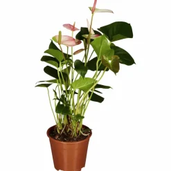 Große Flamingoblume Anthurium andraeanum 6 – 8 Blüten rosa Ø 14 cm