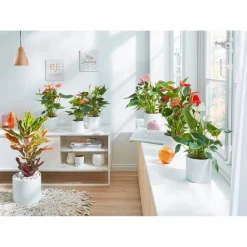 Große Flamingoblume Anthurium andraeanum 6 – 8 Blüten rosa Ø 14 cm