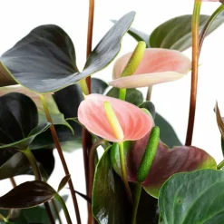 Große Flamingoblume Anthurium andraeanum 6 – 8 Blüten rosa Ø 14 cm