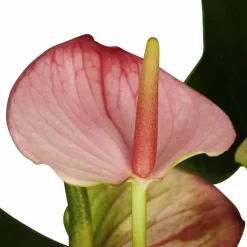 Große Flamingoblume Anthurium andraeanum 6 – 8 Blüten rosa Ø 14 cm