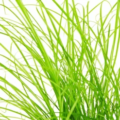 Katzengras, Cyperus zumula