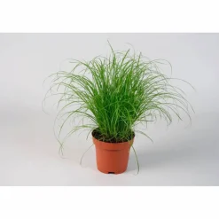 Katzengras, Cyperus zumula