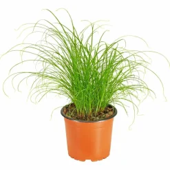 Katzengras, Cyperus zumula