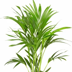 Kentiapalme Howea forsteriana