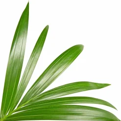Kentiapalme Howea forsteriana
