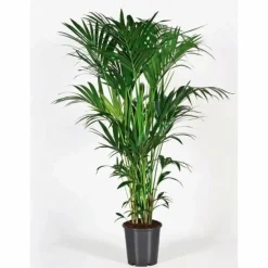 Kentiapalme Howea forsteriana