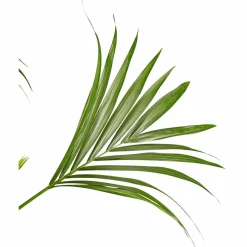 Kentiapalme Howea forsteriana