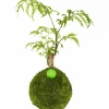 Kibonu Fiederaralie, Polyscias fruticosa »Polyscias Fruticosa«