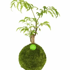 Kibonu Fiederaralie, Polyscias fruticosa »Polyscias Fruticosa«