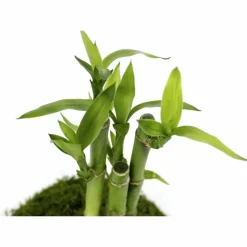 Kibonu Glücksbambus, Lucky bamboo »Lucky Bmboo«