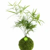Kibonu Sichelblägttriger Zierspargel, Asparagus falcatus »Asparagus Falcatus«