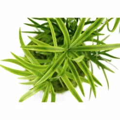 Kibonu Sichelblägttriger Zierspargel, Asparagus falcatus »Asparagus Falcatus«