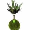 Kibonu Wunderstrauch, Codiaeum batic »Codiaeum Batic«