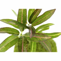 Kibonu Wunderstrauch, Codiaeum batic »Codiaeum Batic«