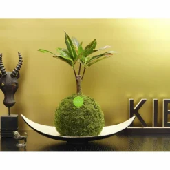 Kibonu Wunderstrauch, Codiaeum batic »Codiaeum Batic«