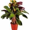 Korbmarante, Calathea crocata, Blütenfarbe: orange