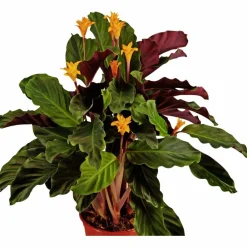 Korbmarante, Calathea crocata, Blütenfarbe: orange