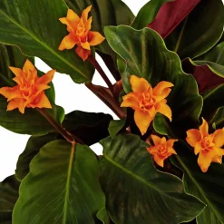 Korbmarante, Calathea crocata, Blütenfarbe: orange