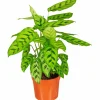 Korbmarante, Calathea Hybriden »Sorten-Mix«, im Kunststoff-Kulturtopf
