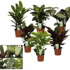 Korbmarante, Calathea Hybriden »Sorten-Mix«, im Kunststoff-Kulturtopf