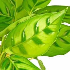 Korbmarante, Calathea Hybriden »Sorten-Mix«, im Kunststoff-Kulturtopf