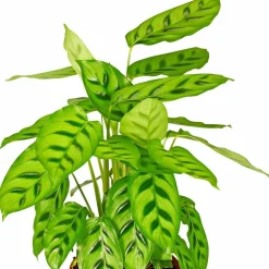 Korbmarante, Calathea Hybriden »Sorten-Mix«, im Kunststoff-Kulturtopf