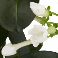Kranzschlinge, Stephanotis floribunda, Blütenfarbe: weiß